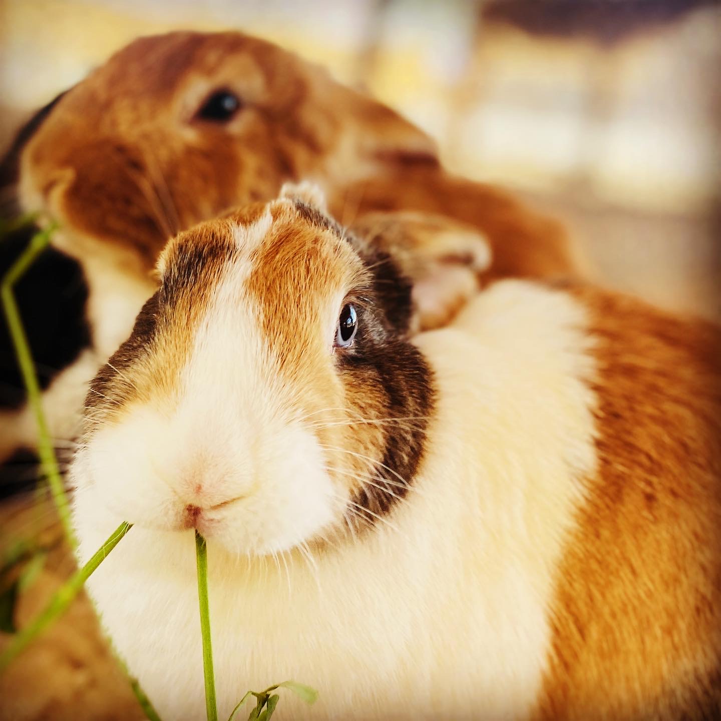 The Camel Farm Dubai