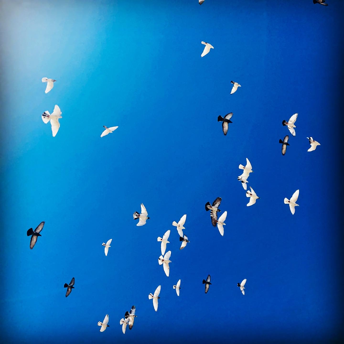 The Camel Farm Dubai