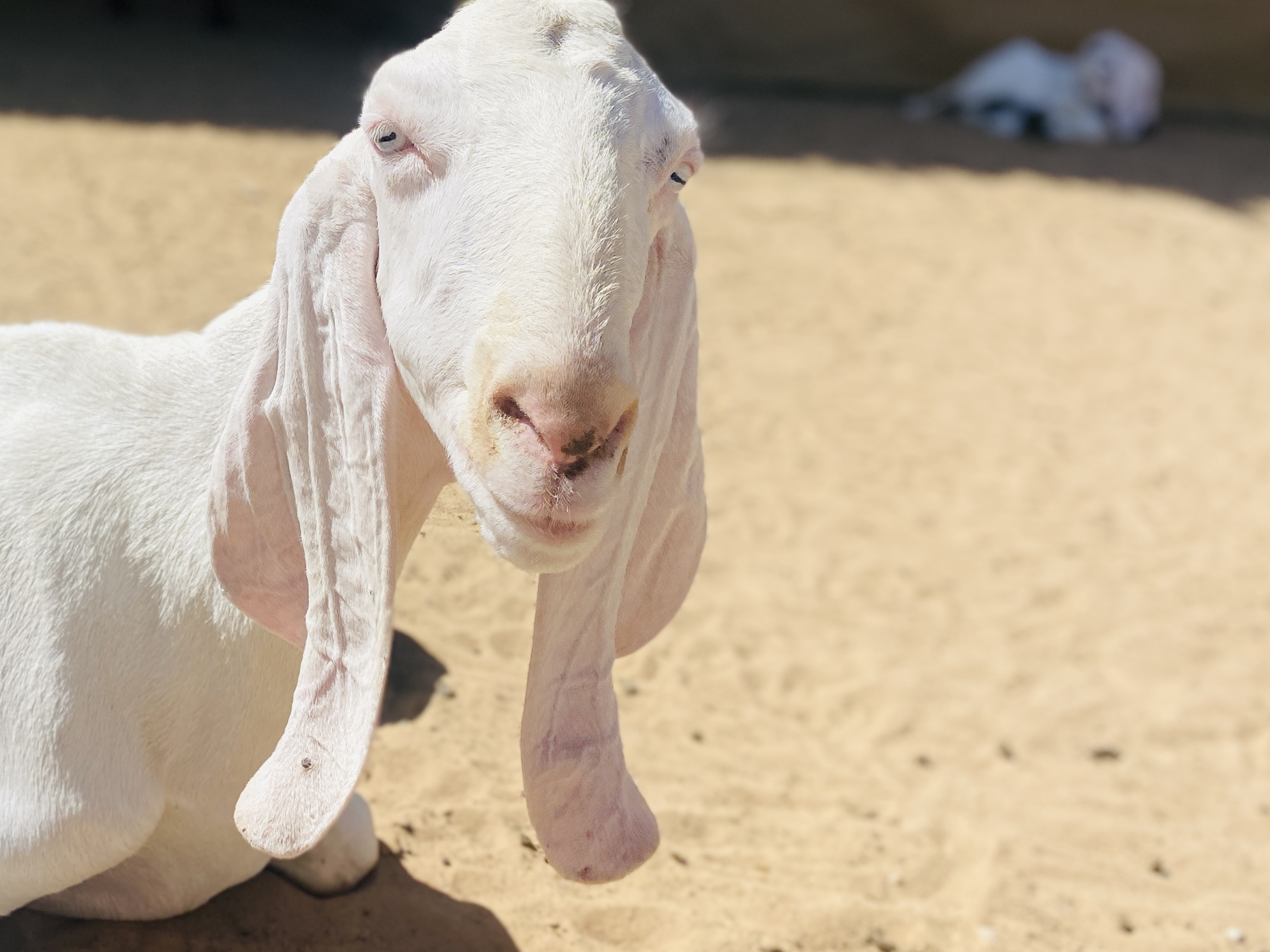 The Camel Farm Dubai