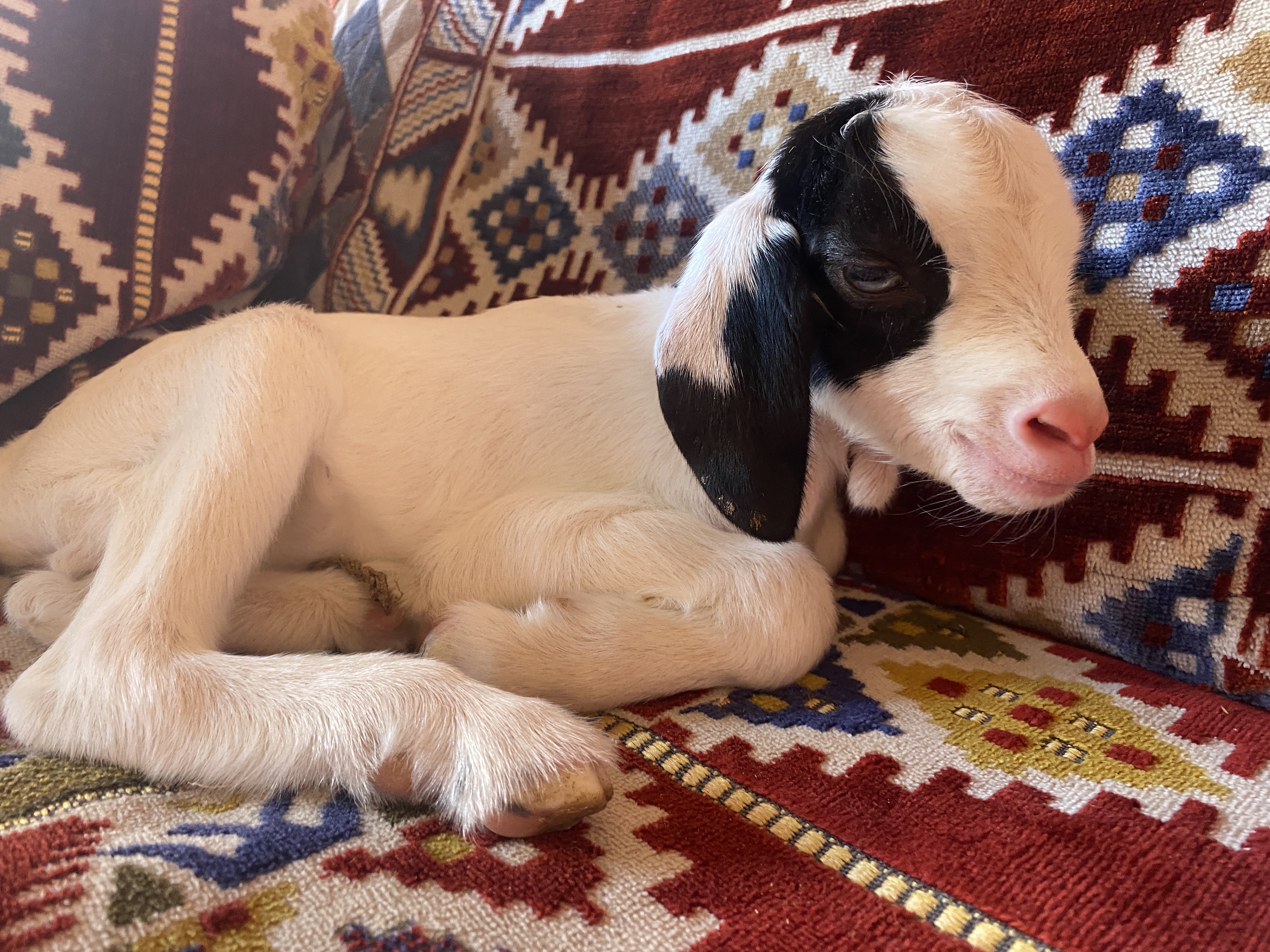 The Camel Farm Dubai