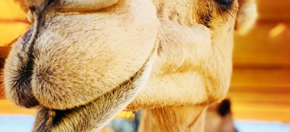 The Camel Farm Dubai