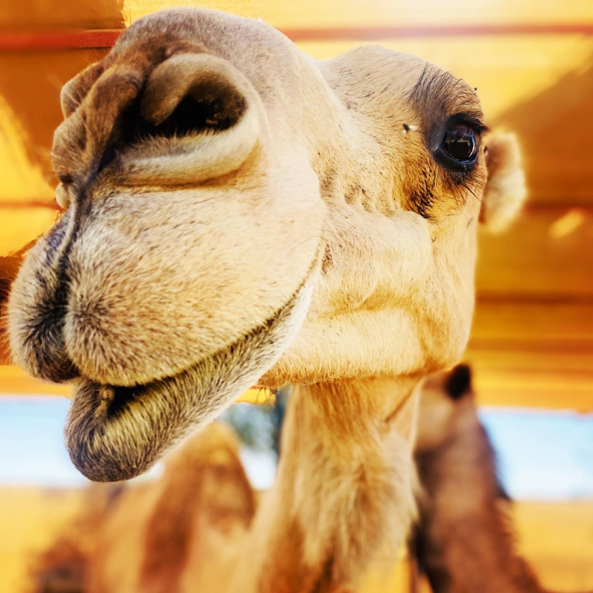 The Camel Farm&nbsp;Dubai